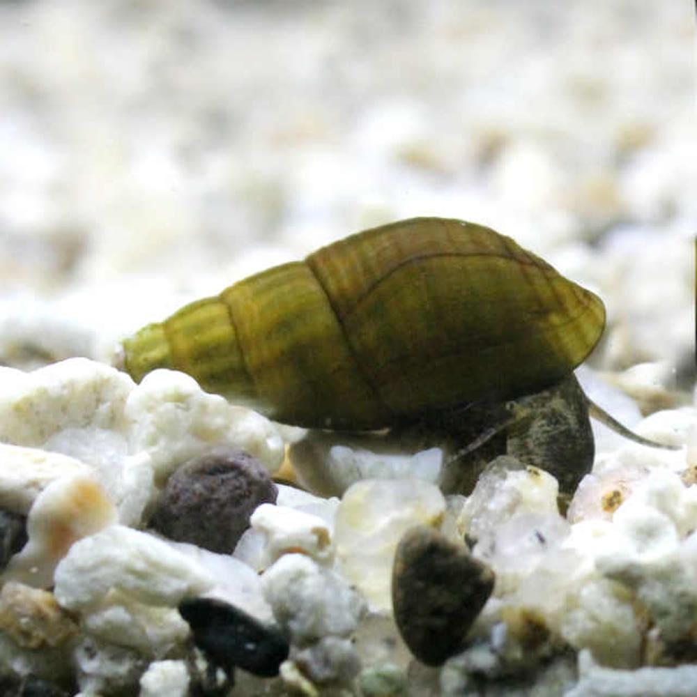 다슬기 (토종.랜덤) 5마리 살아있는 다슬기 키우기 이끼제거