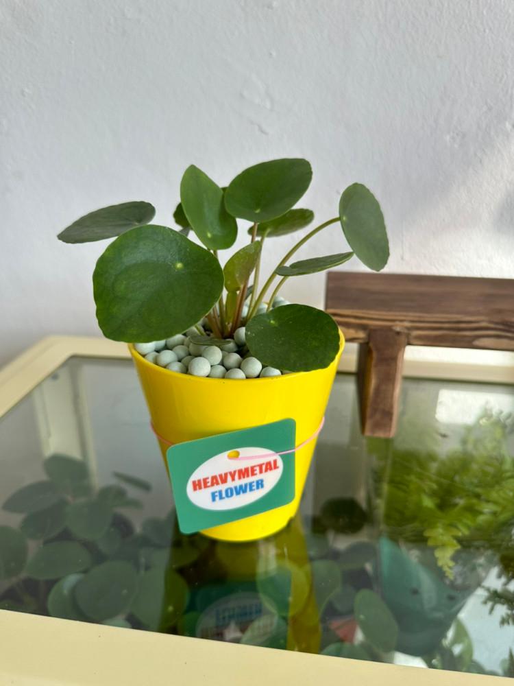 필레아페페 소형 화분식재 랜덤배송