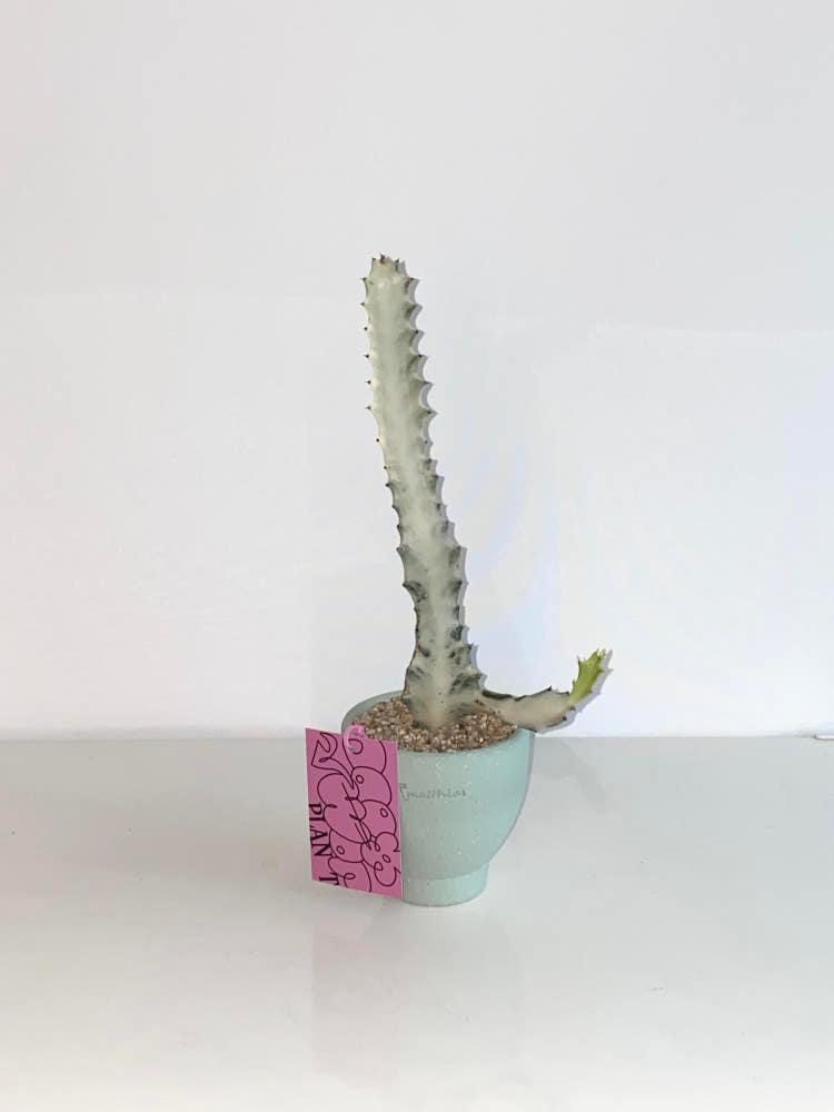 [사진속동일식물배송] 화이트고스트 파스텔민트 토분 세트