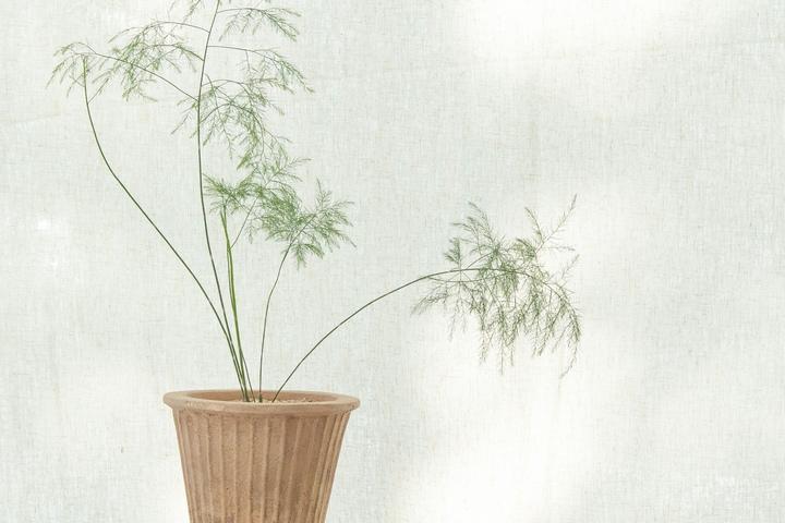 아스파라거스 비르가투스 빈티지 잔 토분 세트