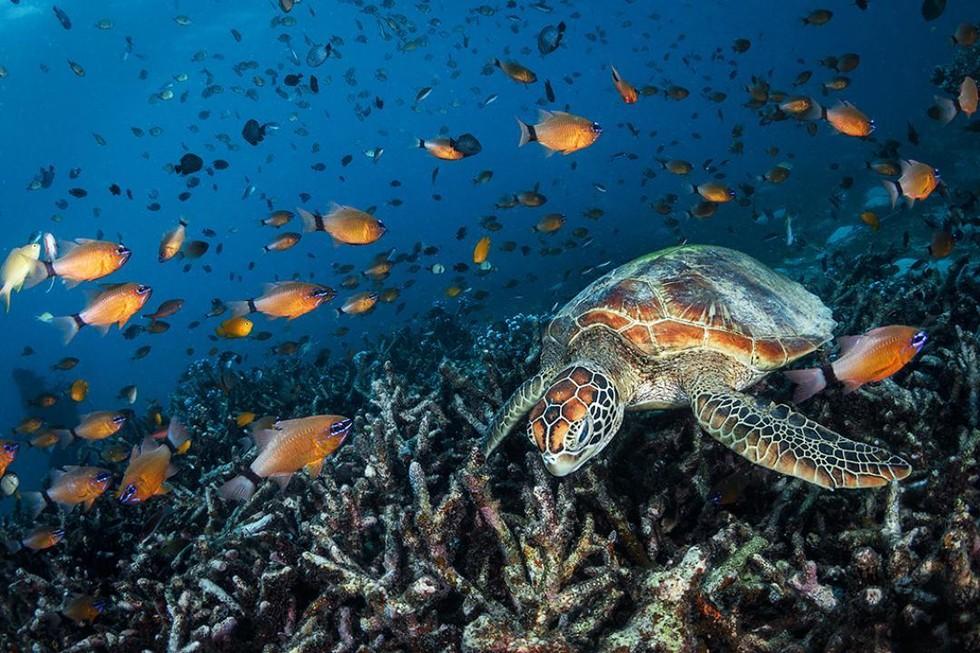 보홀 발리카삭 호핑투어 [단독상품]