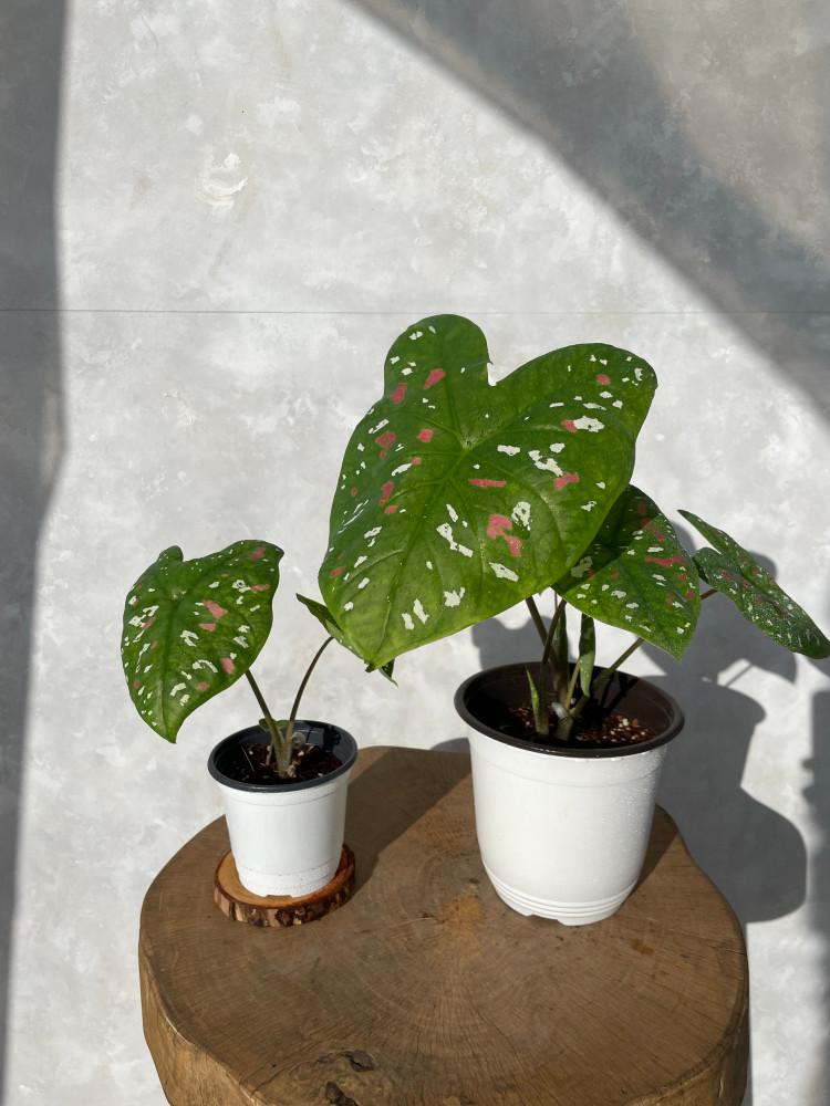 칼라디움 플로리다 크라운 희귀 공기정화 식물 플렌테리어