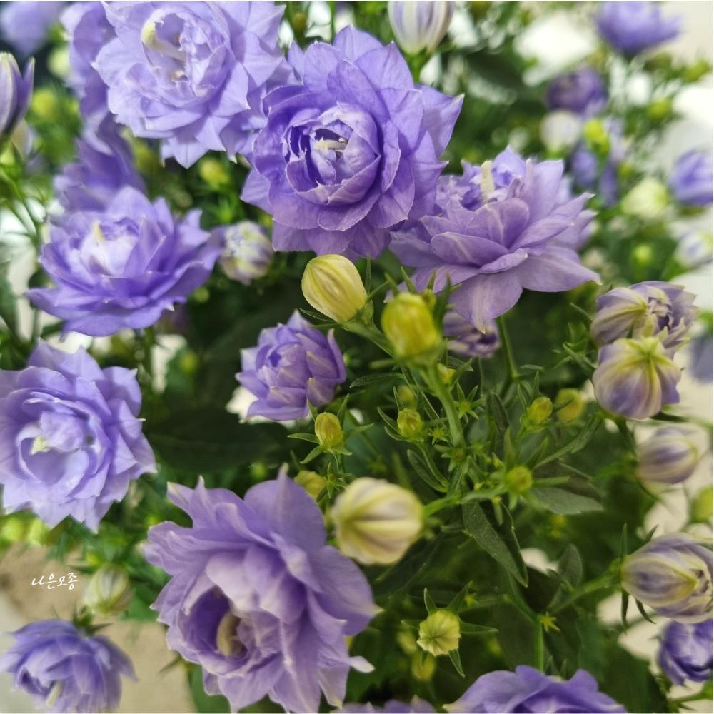 더블캄파 더블캄파뉼라 장미 캄파눌라 겹캄파눌라 겹꽃 10cm 화분 분재 흰색 화초 야생화