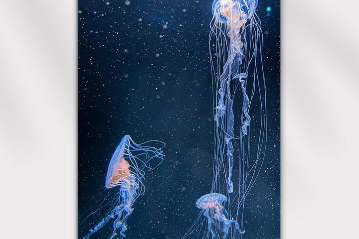 공간에 영감을 주는 인테리어 포스터, 춤추는 바다 해파리 pt.4