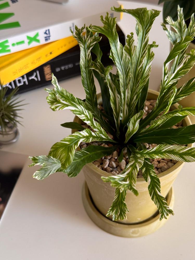 비로소 무늬아비스 고사리 키우기 쉬운 식물 희귀고사리 컬러 화분