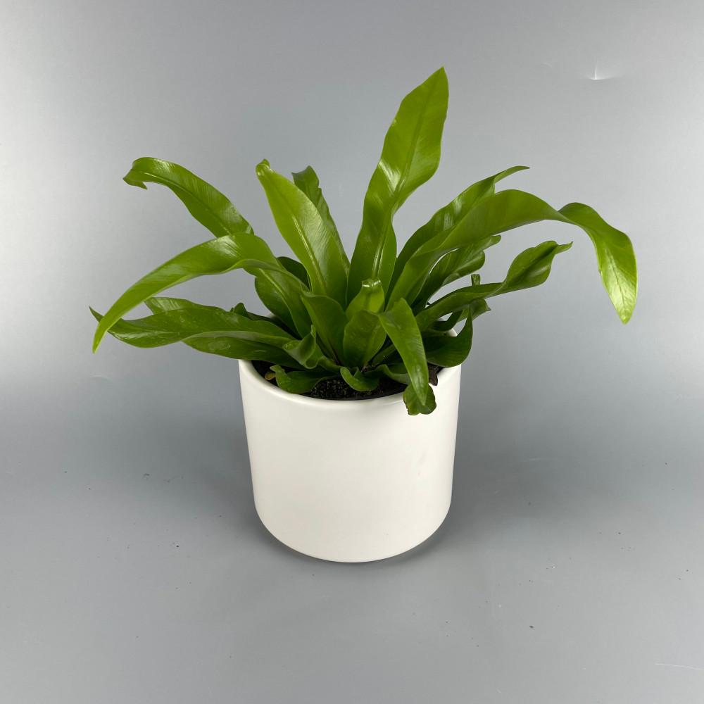 아비스고사리 화이트세라믹 기본마사 코브라 고사리과 비염에좋은 음지식물