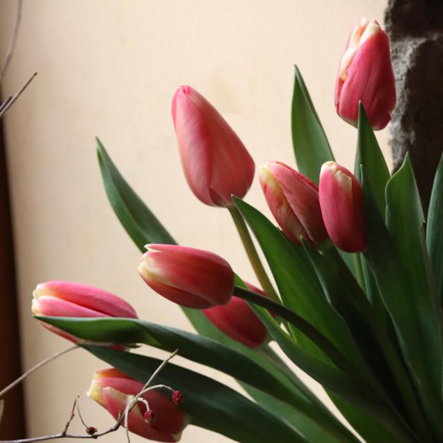 튤립 _ 레이크 웰리사