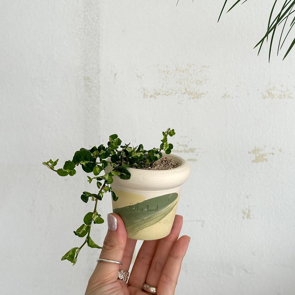 무늬 푸미라 푸밀라 미니 테이블 식물 플랜테리어