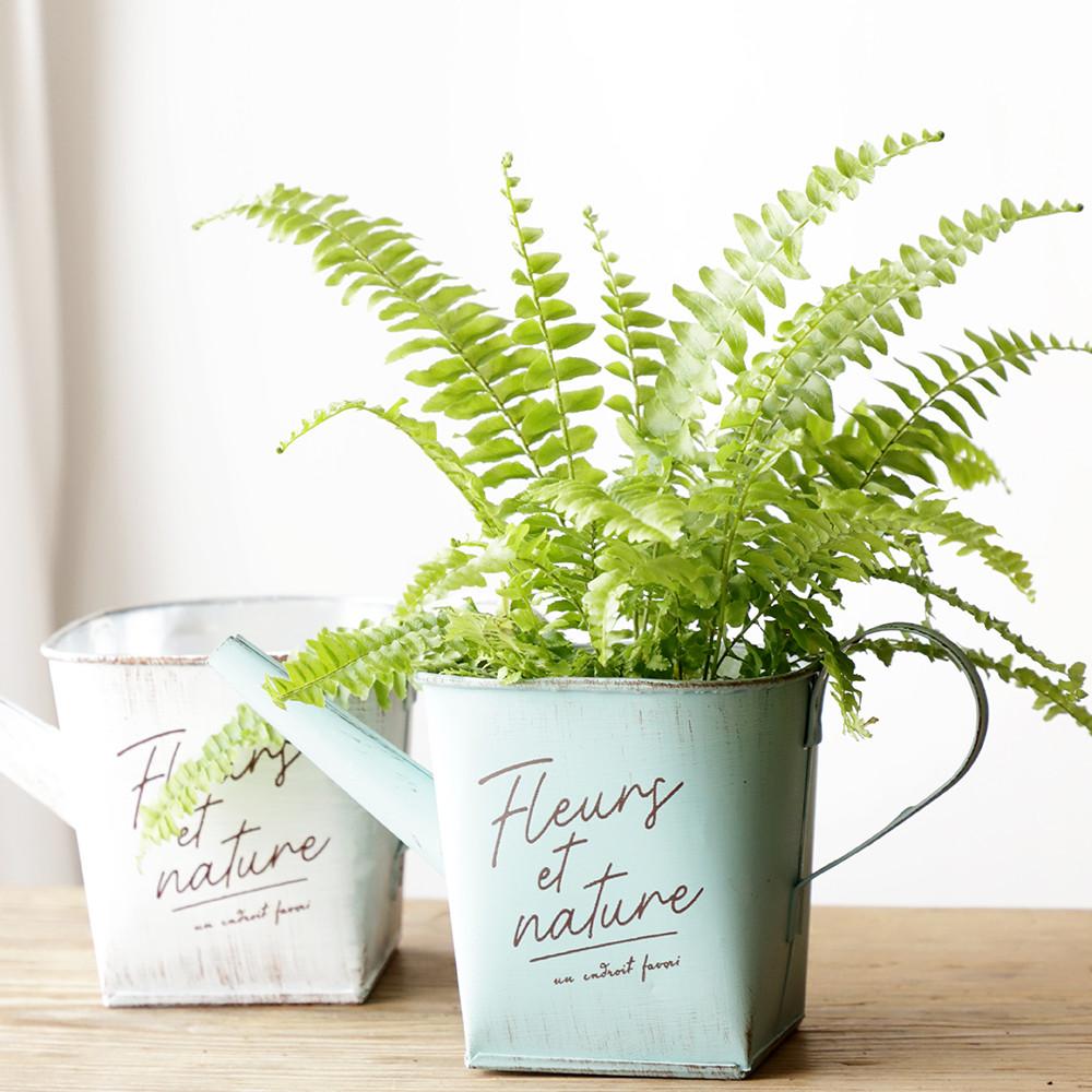 공기정화식물 보스톤 보스턴 고사리 소품 마크라메 토분 화분 키우기