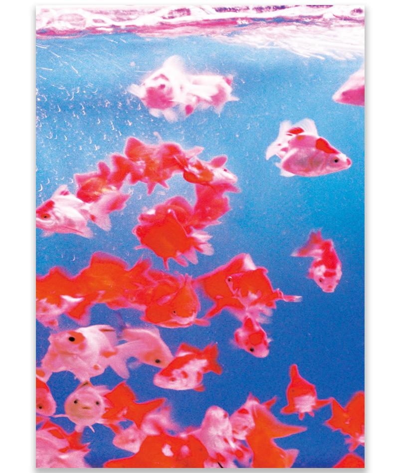 A3 Poster Fish in Contrast