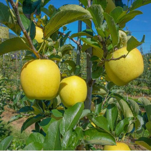 영주 사과 황금 시나노 골드  3kg 5kg [원산지:작품정보참조]