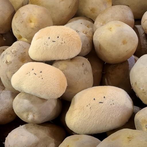 🥔무뚝뚝한 감자뭉찌🥔