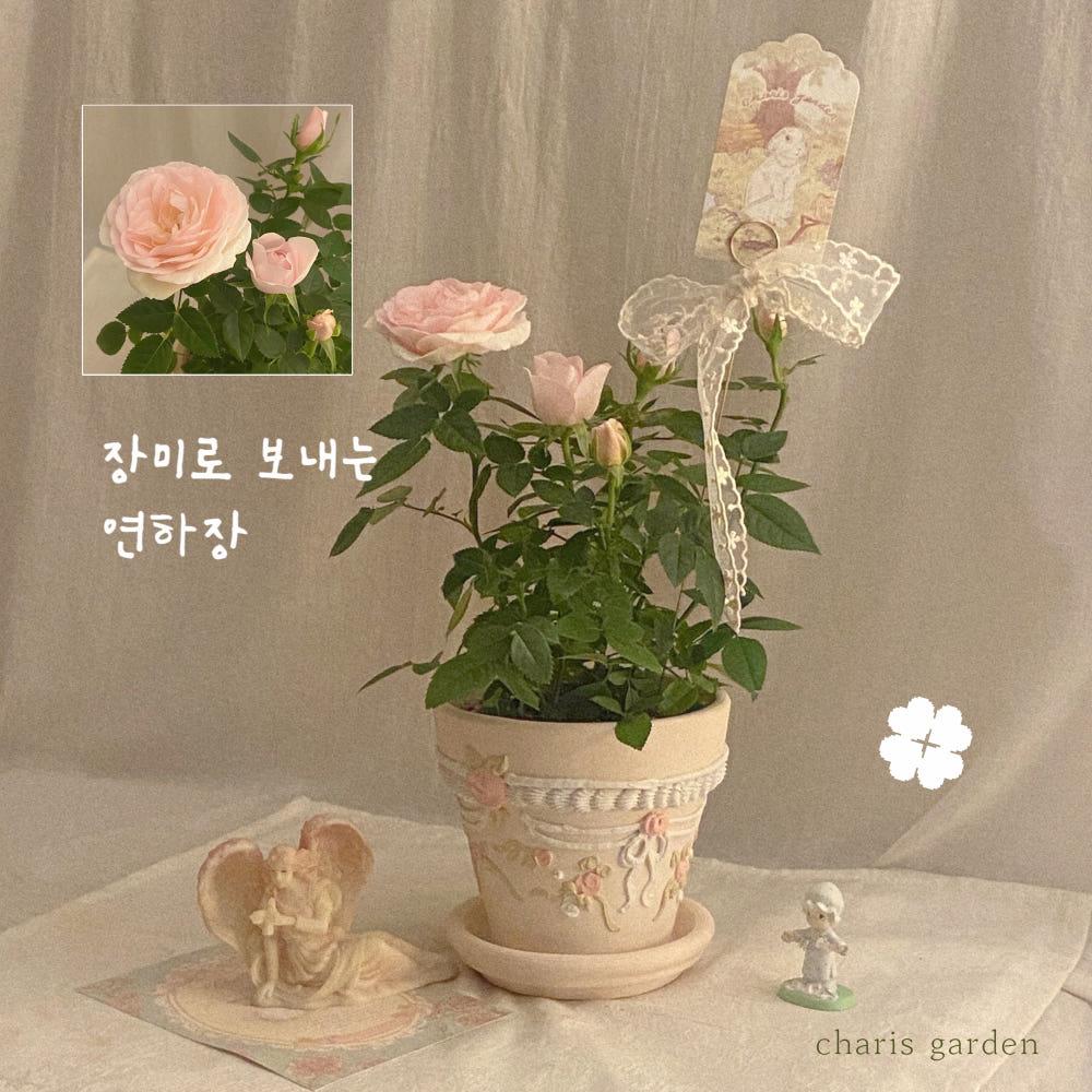 장미로 보내는 연하장
