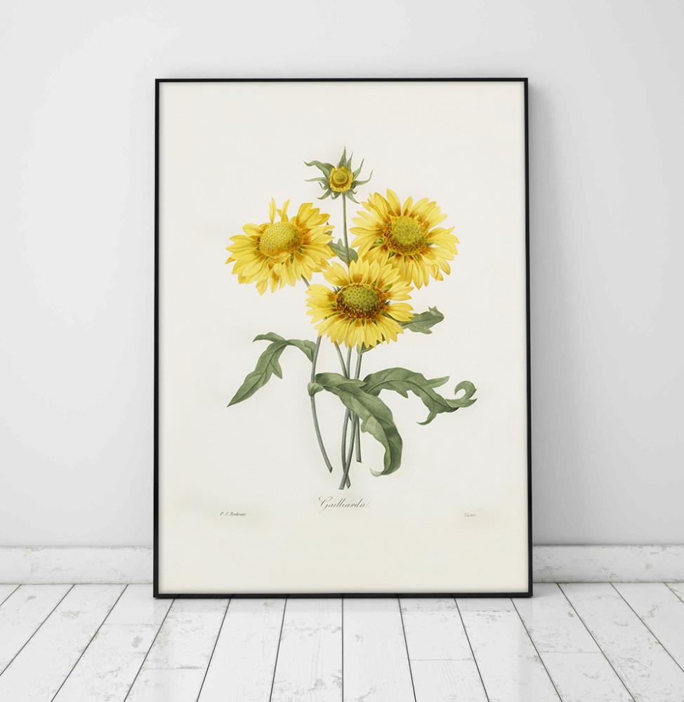 인테리어 포스터 액자  피에르 조셉 르두테_Sunflower