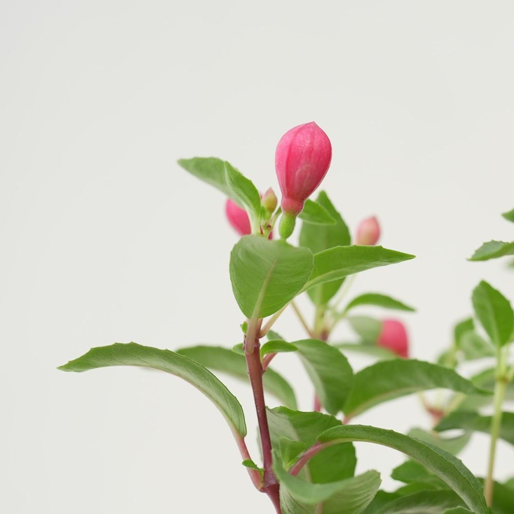 후쿠시아 소형 꽃 외목대 키우기 화분 식물 후쿠샤 이태리 토분