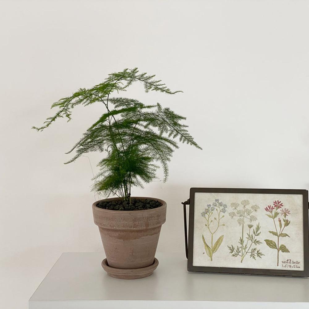 아스파라거스 소품 이태리토분 분갈이