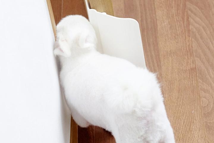 여닫이문 전용 반자동 강아지 고양이 안전문 / 방&화장실용 견문