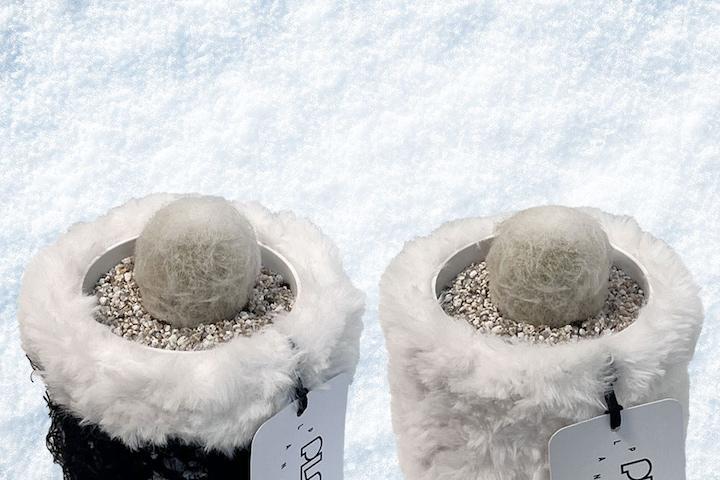 눈사람 환락 희귀 선인장 x snow pot /물구멍 필요없는 흙