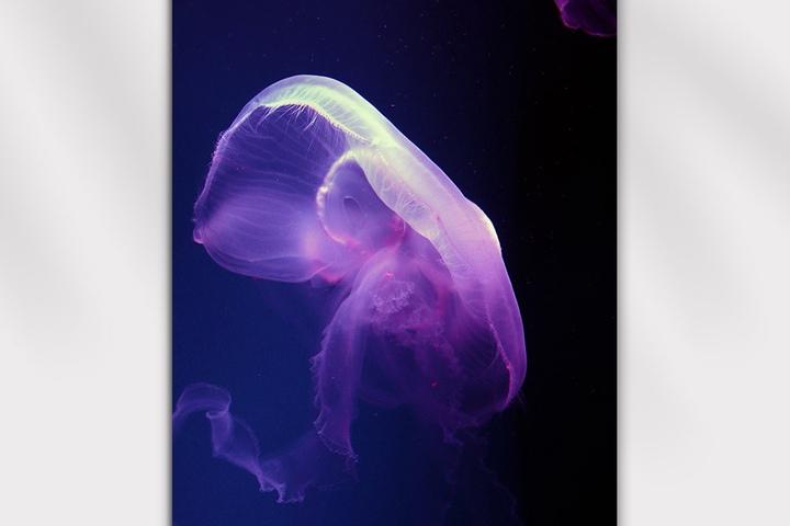 공간에 영감을 주는 인테리어 포스터, 춤추는 바다 해파리 pt.1