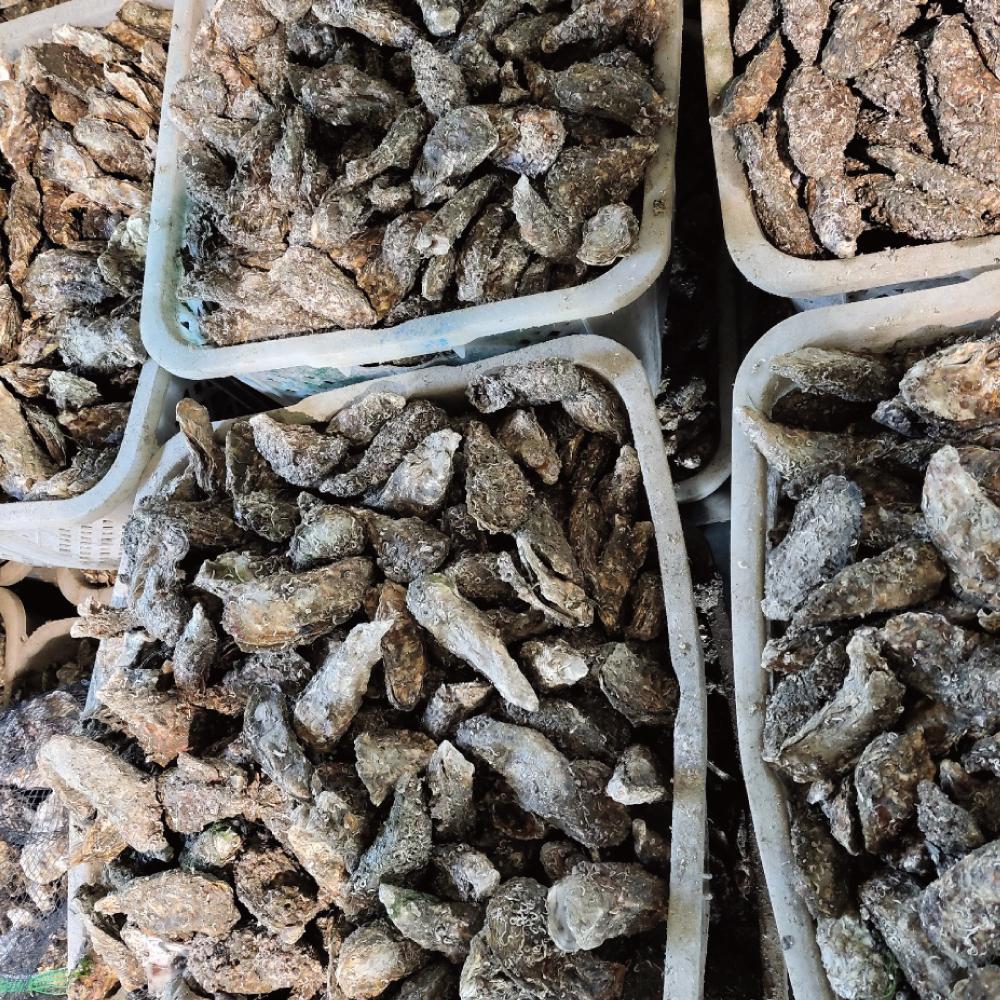 통영 석화 (양식) #석화찜 #굴 #캠핑