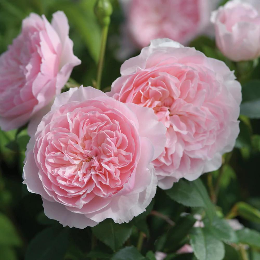 영국장미/위즐리 2008(WISLEY 2008)/데이비드오스틴장미(David Austin Rose)/관목or덩굴