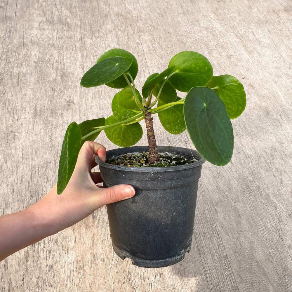 필레아페페 페페로미아 중형 인테리어식물 실내공기정화식물 마이플랜트