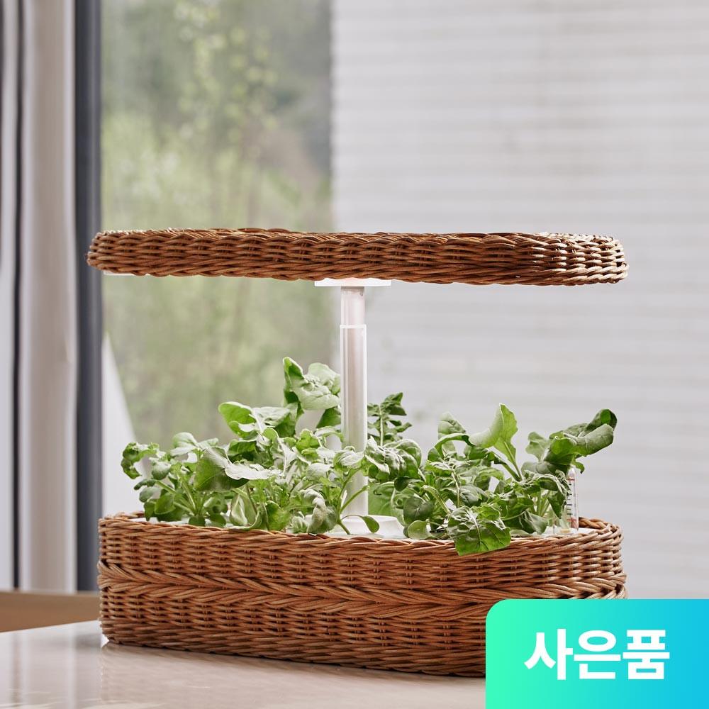오늘식물 Air 식물재배기 가정용 수경재배기 스마트팜