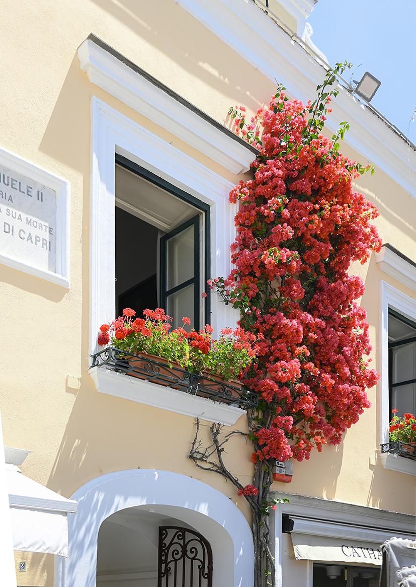 [New] Flower, Capri #1