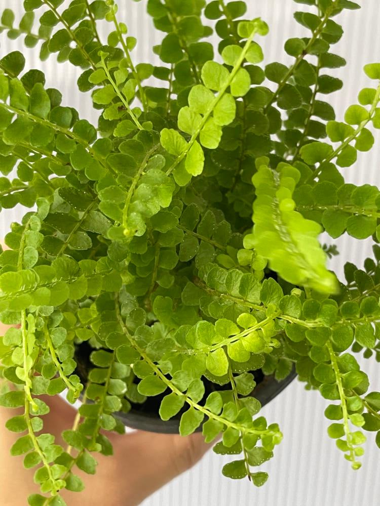 더피고사리 키우기 쉬운 공기정화식물 기본포트 식물만