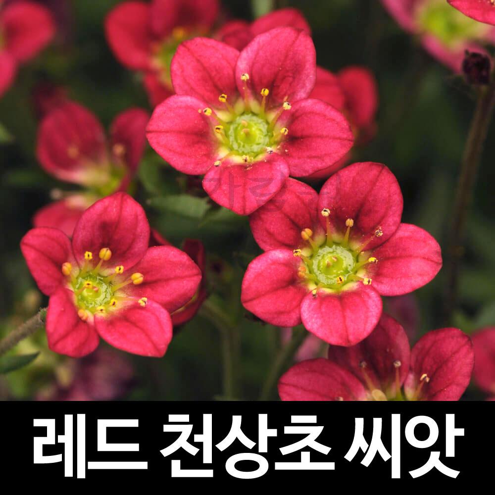 레드 천상초 씨앗 운간초 종자 바위치 지피식물 ( saxifraga arendsii seeds 100알 )