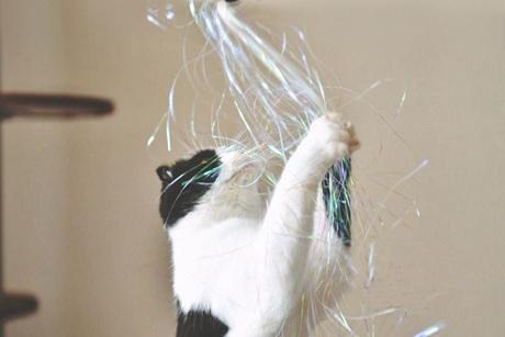 대환장템! 고양이 프리즘 수술 막대 장난감