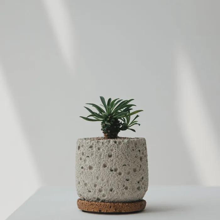 괴마옥 세라믹 화산석 화분받침 세트 파인애플 선인장