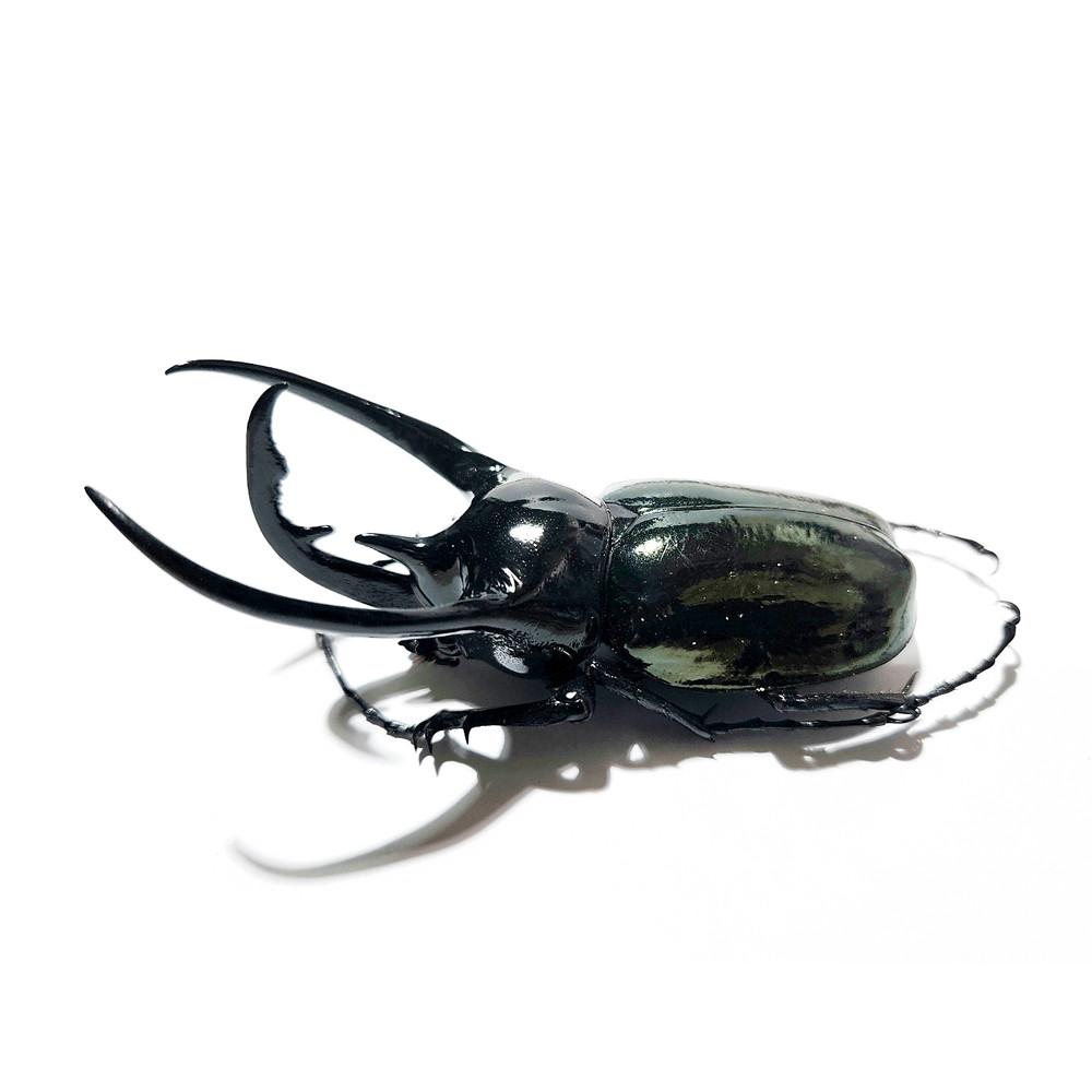 코카서스 장수풍뎅이 표본