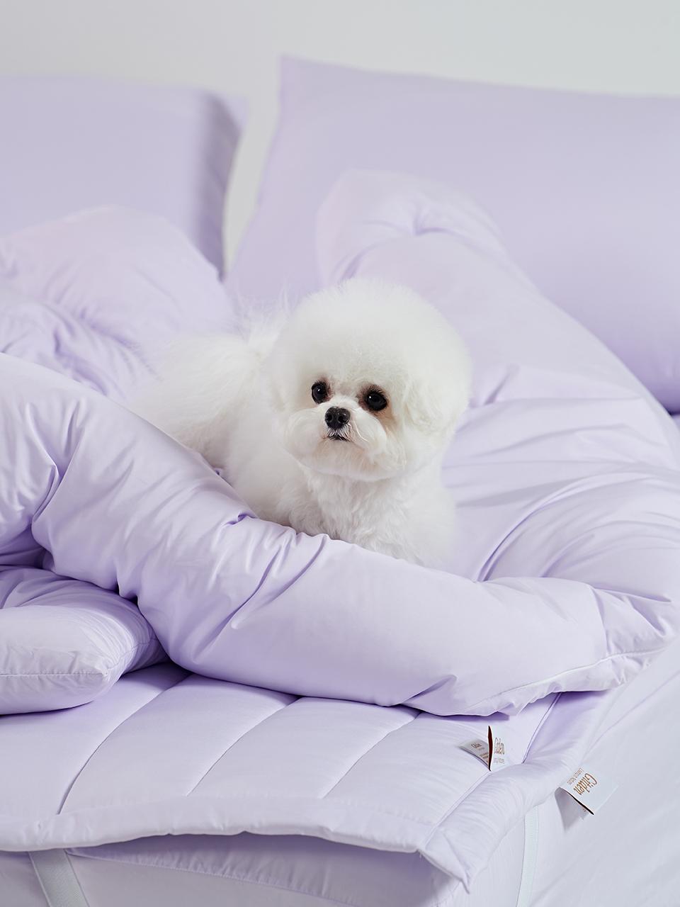 반려동물과 함께 쓰는 알러지케어 나란히 차렵이불 SS