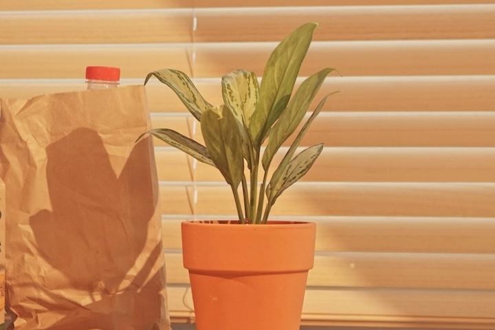 레옹의 그 식물 아글라오네마 실버퀸 토분 세트