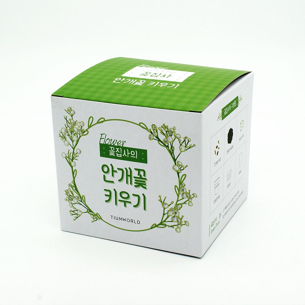 꽃집사 _ 안개꽃 키우기