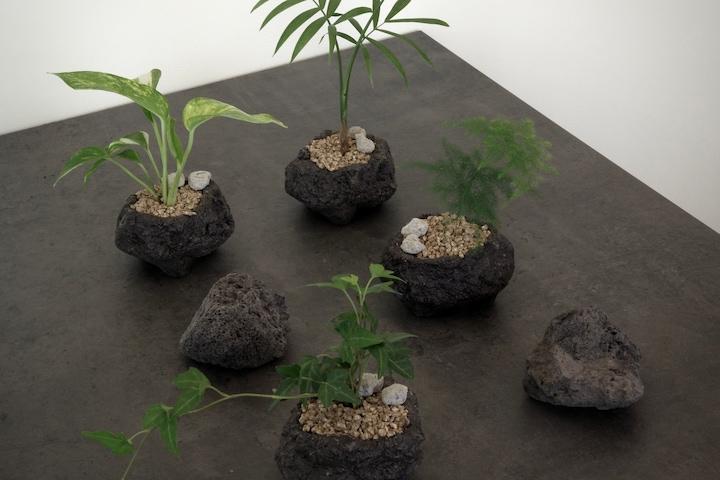 1+1 책상위의 키우기 쉬운 감성식물 아이비 스킨답서스 테이블야자