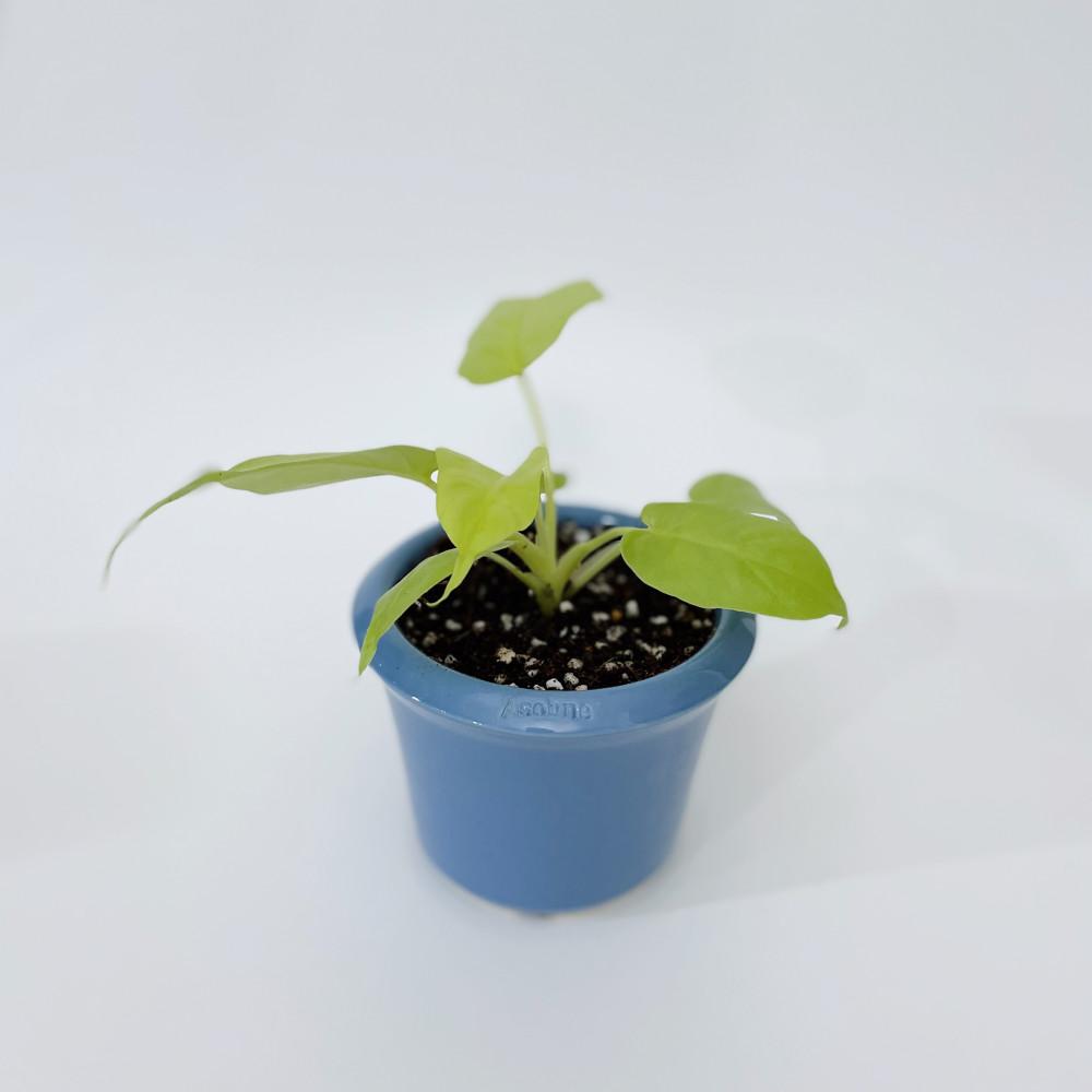 아소브네 10 - 블루