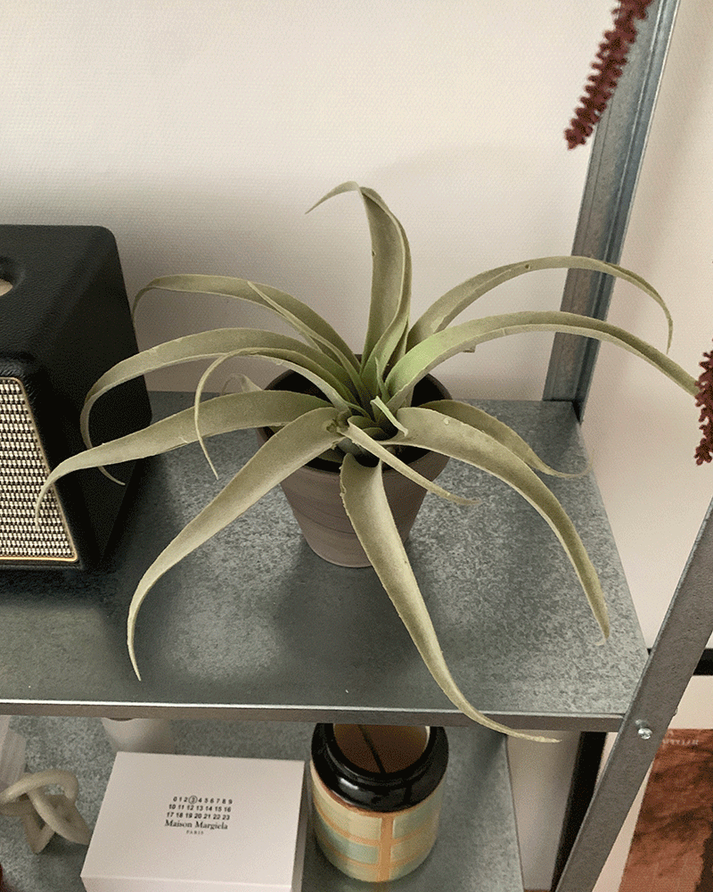 [조화선인장] Flower objet - Tillandsia