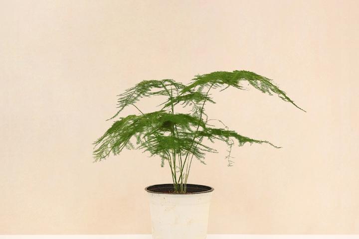 아스파라거스 나누스 싱그러운 중형 식물 모종