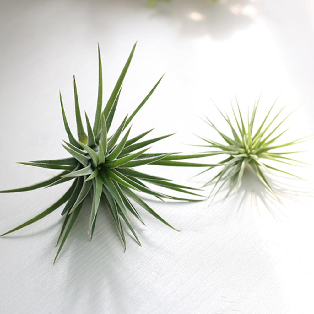 틸란드시아 이오난사 소 사이즈 먼지먹는 식물