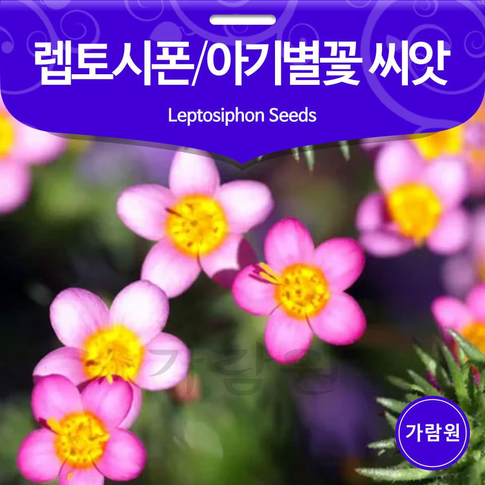 렙토시폰 씨앗 아기별꽃 씨앗 베이비스타 씨앗 꽃씨 꽃씨앗 50알