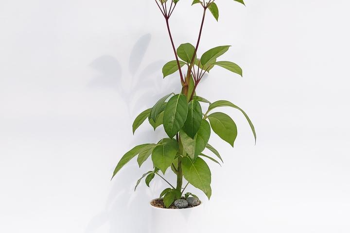 알파인(대엽홍콩야자) 중형_도자기 화분 4colors