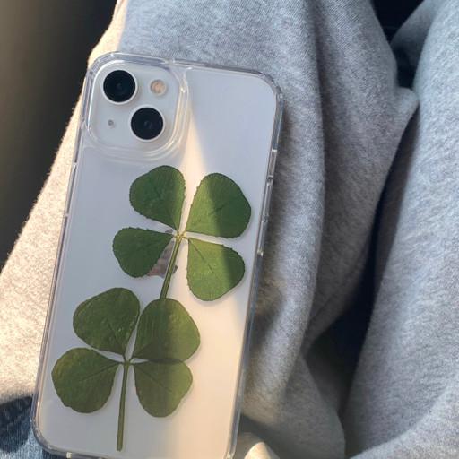 [무료배송] 갈라파고스 네잎클로버 모음집