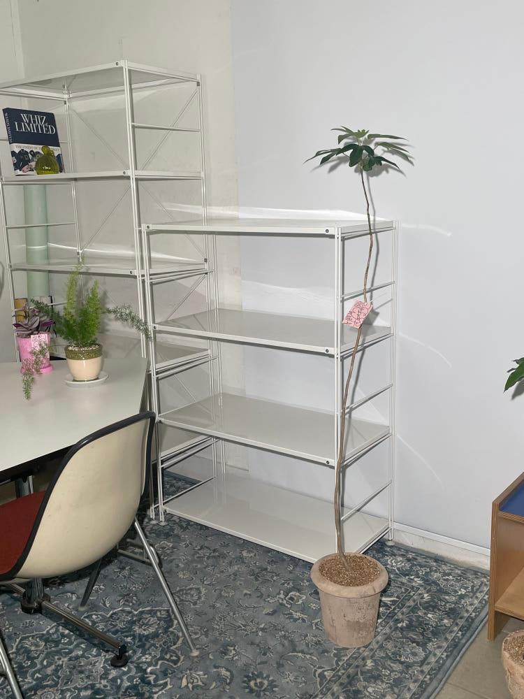 황칠나무 높이 130선 베트남화분 키우기 개업선물 화환 카페식물 인테리어 집들이 선물