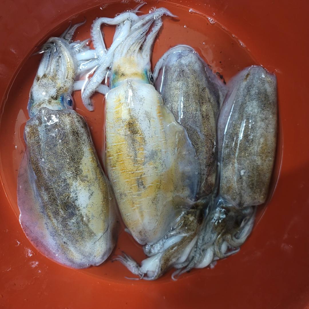 영덕 이루호 급냉 무늬오징어 1kg 2미, 3~4미 (자연산) *횟감가능