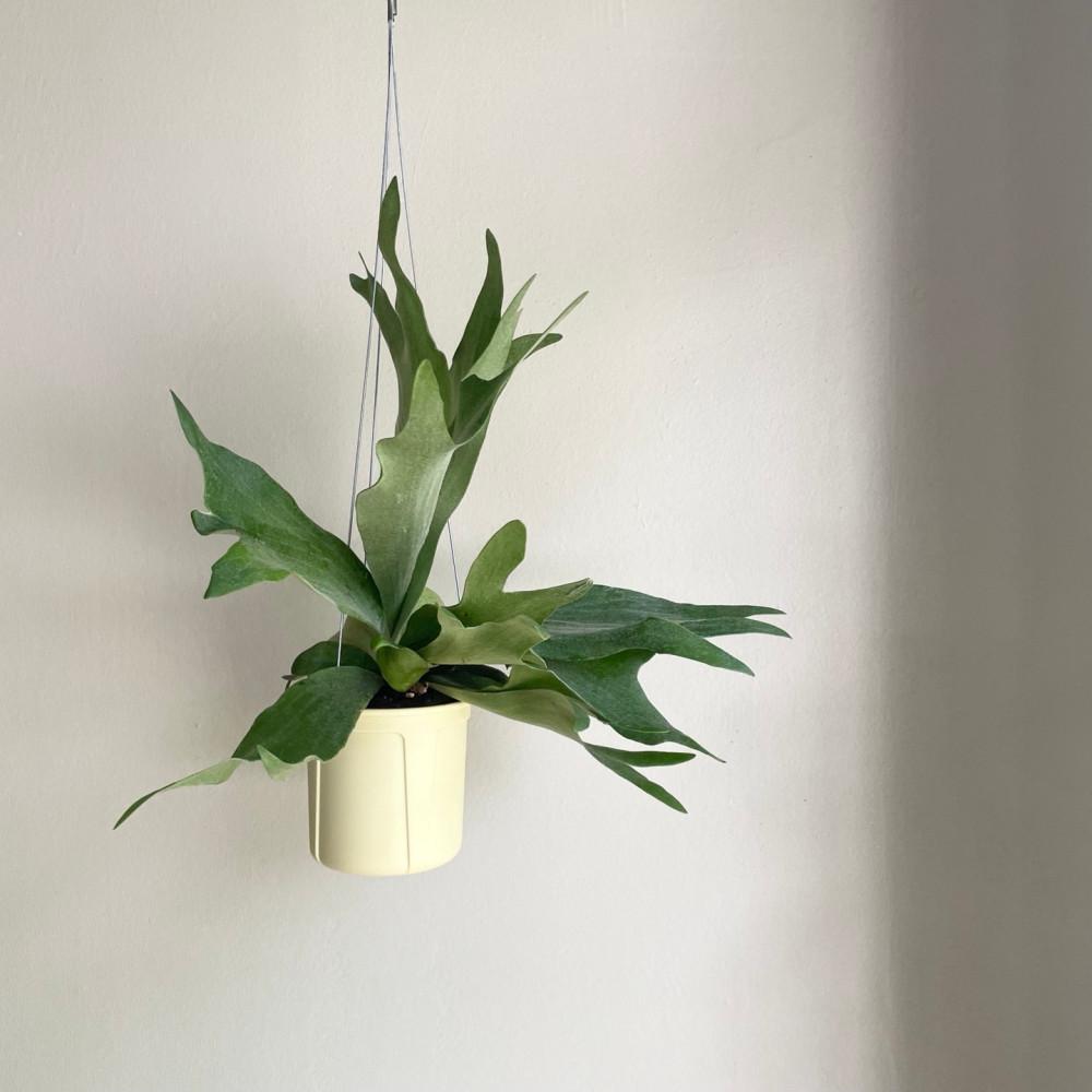 알시콘 박쥐란 행잉팟 감각적인 행잉식물 미세먼지제거 박쥐난