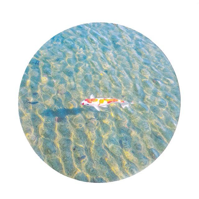 [4차 입고] fish bowl 원형 감성 신학기 새학기 개강준비 공시생 대학생 방꾸미기 마우스패드