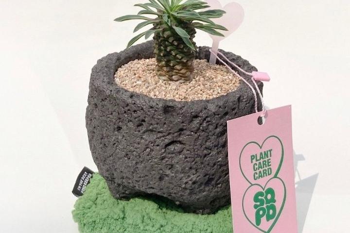 괴마옥 이끼코스터 SET