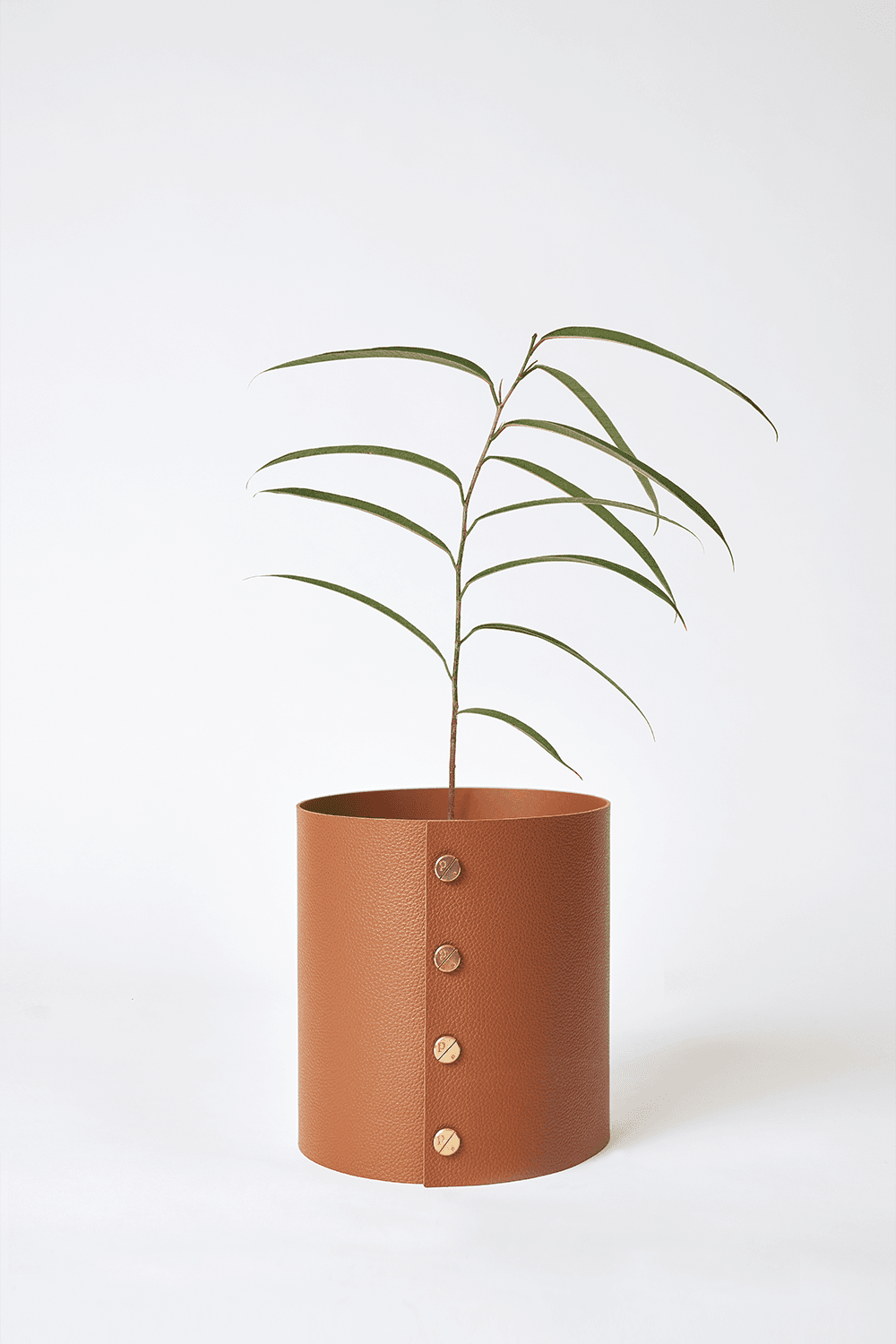 팟커버 S  + 알리 고무나무